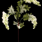 Glicynia wisteria gałązka CV10670 100cm