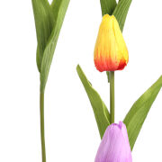 Tulipan pojedynczy LR2307003 50cm