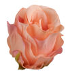 pudrowy róż XYMA481