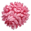 cameo pink # XYMA430 różowy jasny