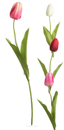 Tulipanów pojedynczy T97-09 50cm